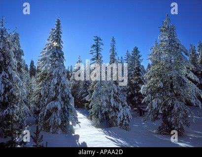 Frischer Schnee bedeckt Pinien östlich von Lassen Nationalpark Kalifornien Stockfoto