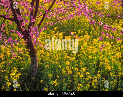 Rosa Pfirsich Blüten mit wilden gelben Senf Blüte in einem Obstgarten Stockfoto