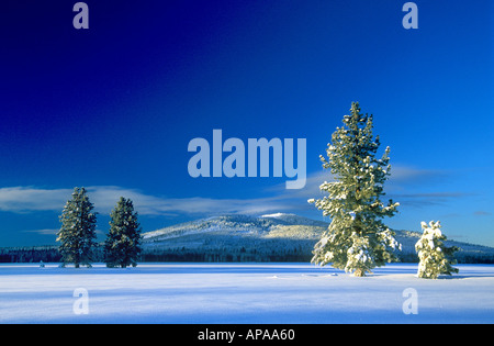 Schneebedeckte Wiese mit Pinien Bäumen Kalifornien Stockfoto