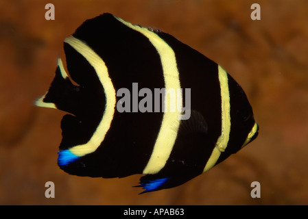 Juvenile französischer Kaiserfisch im Golf von Mexiko aus Texas Stockfoto
