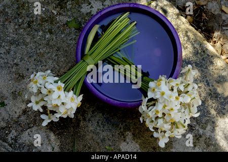 Frankreich Provence ländliche Blumen Blumenstrauß in eine Schüssel mit Wasser Stockfoto