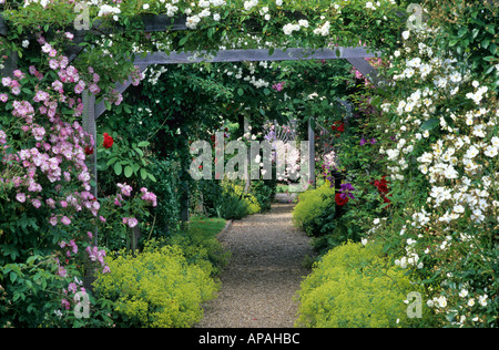 Mannington Hall, Norfolk, Rose Arbour, hölzerne Garten Arch, Alchemilla Mollis, Pflanzen, rosa, weißen Blüten, Klettern fallen weg Stockfoto