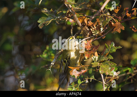 Wintergoldhähnchen Regulus Regulus Nahrungssuche im Weißdorn Hecke Oktober UK Stockfoto