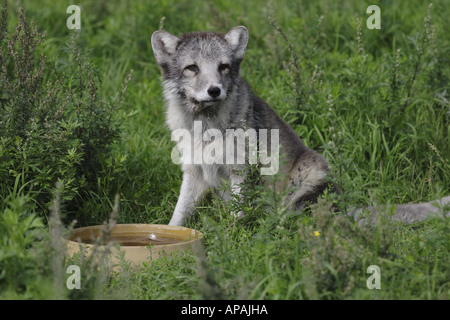 Small arctic fox Alopex lagopus with food bowl Stockfoto