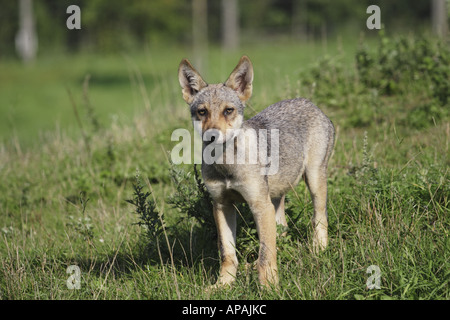 Junger Wolf Cub (Canis Lupus) mit Ohren spitzte. Stockfoto