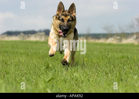 Hund läuft Stockfoto