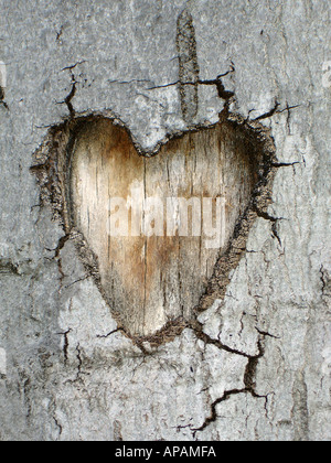 Herzen in einem Baum Herz in Baumrinde Stockfoto