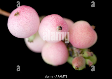 Snowberry / Coralberry Symphoricarpos Doorenbosii "Perlmutt" Stockfoto