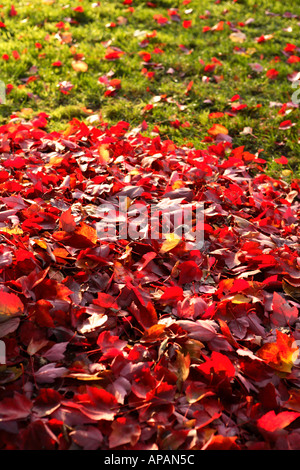 Haufen von roten Blätter auf Rasen Stockfoto