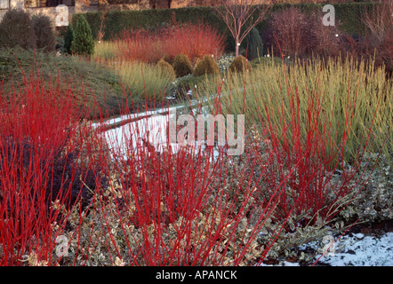 Roten Zweigen der Cornus Alba Sibirica underplanted mit Euonymus im Winter in Cambridge Botanic Garden Stockfoto