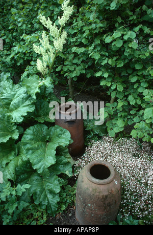 Nahaufnahme der alten Terrakotta Rhabarber Rhabarber Bett Töpfe aufzuzwingen Stockfoto