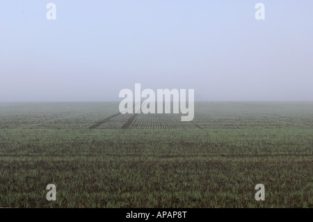 Winterweizen-Feld am nebligen Morgen Stockfoto