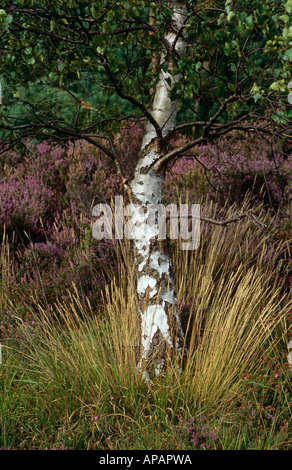 Birke Baum und Heather auf Chobham gemeinsam, in der Nähe von Chobham, Surrey, England, UK Stockfoto