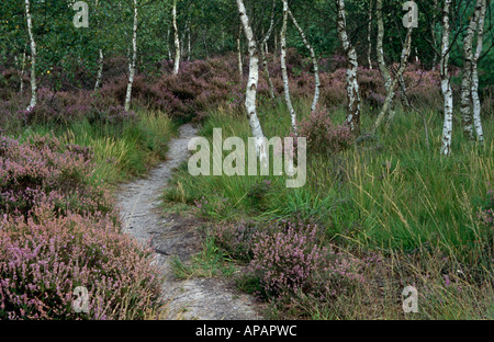 Heide und Birken auf Chobham gemeinsamen, in der Nähe von Chobham, Surrey, England, UK Stockfoto