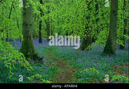 Bluebell Woods, alte Simm Wäldchen, in weiß-Downs auf den North Downs, in der Nähe von Dorking, Surrey, England, UK Stockfoto