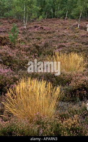 Heide, Gräsern und Birken auf Chobham gemeinsamen, in der Nähe von Chobham, Surrey, England, UK Stockfoto