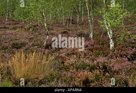 Heide, Gräsern und Birken auf Chobham gemeinsamen, in der Nähe von Chobham, Surrey, England, UK Stockfoto