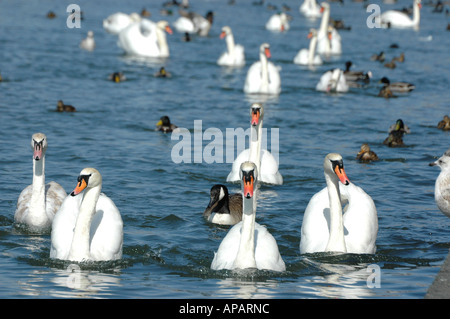 Viele Höckerschwäne schwimmen in Richtung der Kamera in Weymouth Harbour Dorset Stockfoto