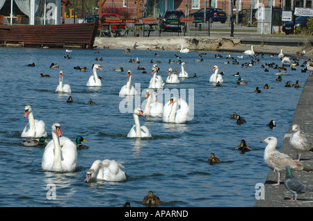 Viele Höckerschwäne schwimmen in Richtung der Kamera in Weymouth Harbour Dorset Stockfoto