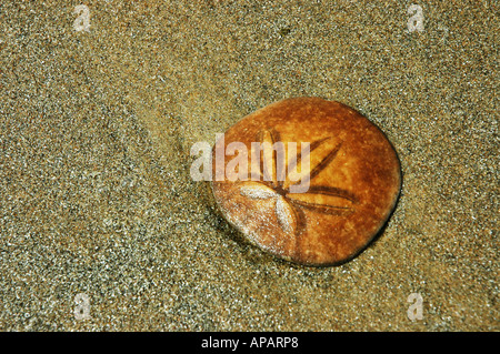 Sand Dollar ruht am Sandstrand Stockfoto