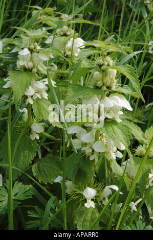Weißen Toten-Brennnessel Blumen und Schnittgrün Stockfoto