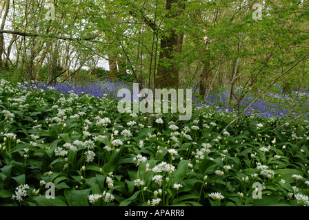 Bluebell und Bärlauch in Holz Stockfoto