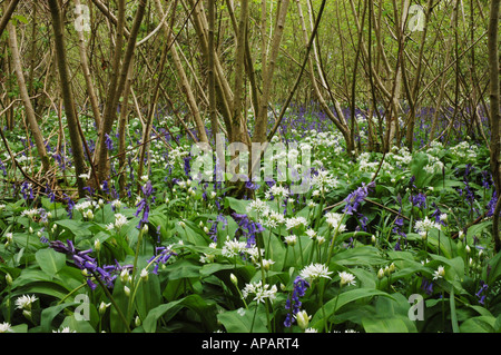 Eine Mischung aus Bluebell und Bärlauch oder Bärlauch in einem Hazel-Niederwald Stockfoto
