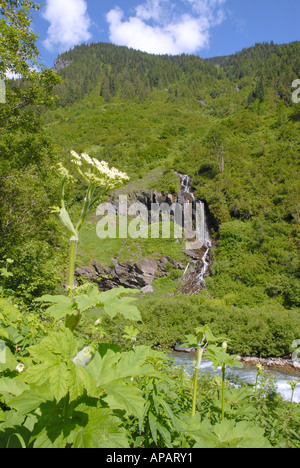 Berg-Wasserfall und Stream mit Kuh Pastinaken im Vordergrund Stockfoto