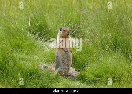 Kolumbianische Grundeichhörnchen stand groß Stockfoto