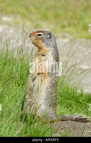 Kolumbianische Grundeichhörnchen stehend hoch und ruft Stockfoto