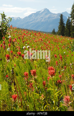 Wunderbare Darstellung von Indian Paintbrush in den Rocky Mountains Stockfoto