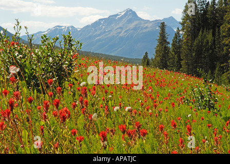 Wunderbare Darstellung von Indian Paintbrush in den Rocky Mountains Stockfoto