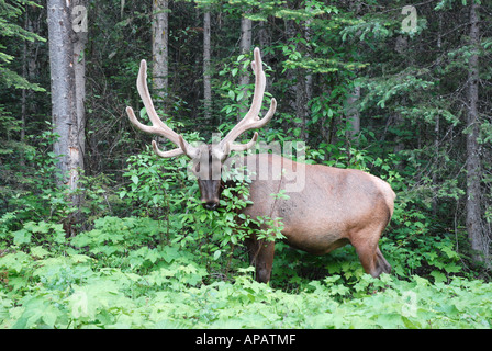 Bull Elk Surfen Büsche. Stockfoto