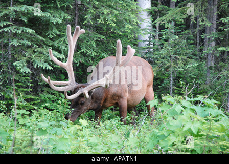 Bull Elk Surfen Büsche. Stockfoto