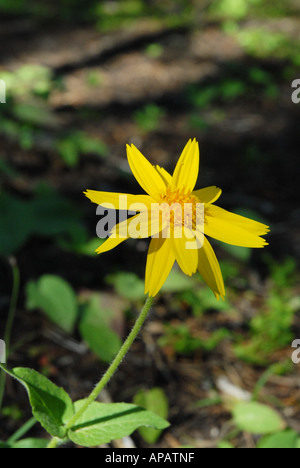 Arnika Stockfoto