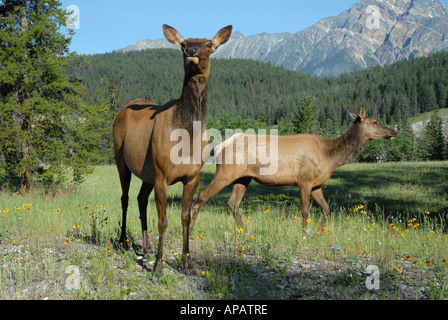 Weibliche Elche suchen Stockfoto