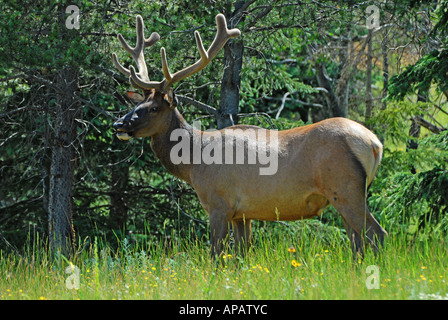 Großen Stier Elch. Stockfoto