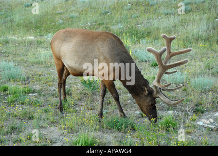 Großen Stier Elch Fütterung Stockfoto