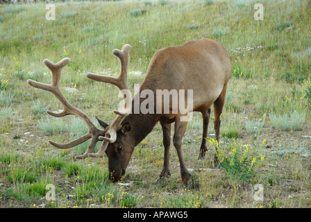 Großen Stier Elch Fütterung Stockfoto