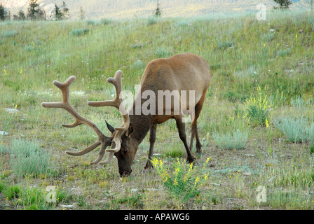 Großen Stier Elch Fütterung Stockfoto