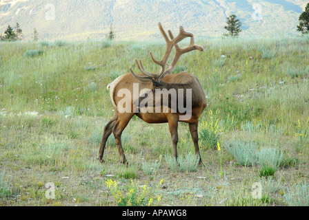 Großen Stier Elch Fütterung Stockfoto