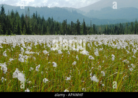 Wunderbare Darstellung von Wollgras Stockfoto