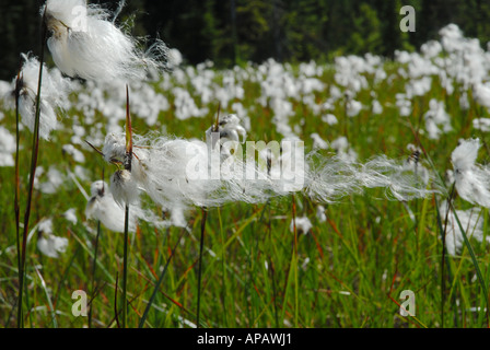 Wunderbare Darstellung von Wollgras Stockfoto