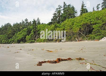 Ein Sandstrand trifft Wald Stockfoto
