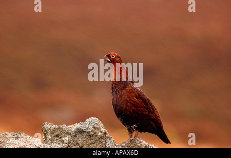 Moorschneehühner Berufung Stockfoto