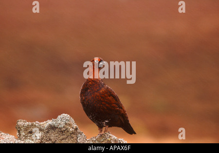 Moorschneehühner stehend auf einem Felsen Stockfoto