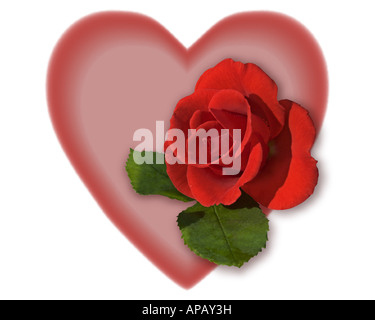 Rote Rose und Valentins Herz Stockfoto