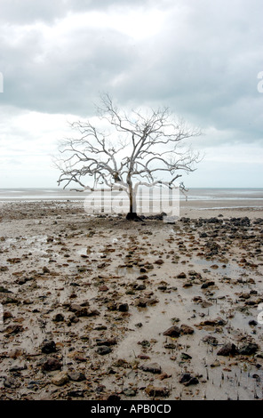 Einsamen toten Baum auf Watten Clairview in der Nähe von Mackay entlang dem Bruce Highway-Queensland-Australien Stockfoto