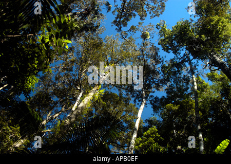 Palmen, Pines und Zedernbäume im Eungella National Park, auch bekannt als Dalrymple Heights in der Nähe von Mackay Queensland Australien. Stockfoto