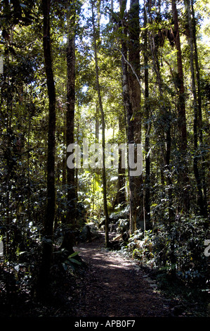 Palmen, Pines und Zedernbäume im Eungella National Park, auch bekannt als Dalrymple Heights in der Nähe von Mackay Queensland Australien. Stockfoto